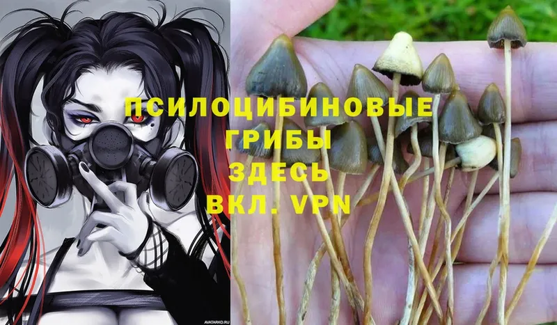 Галлюциногенные грибы Psilocybe  Избербаш 